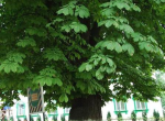Каштан Петра Могилы