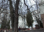 Каштан Воинствествененского