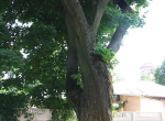 Печерский клен