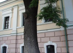Ясень вековой